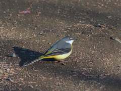 Motacilla cinerea