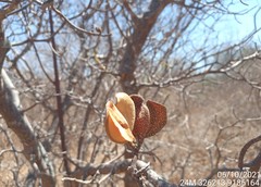 Aspidosperma