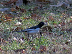 Motacilla grandis