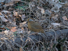 Garrulax canorus