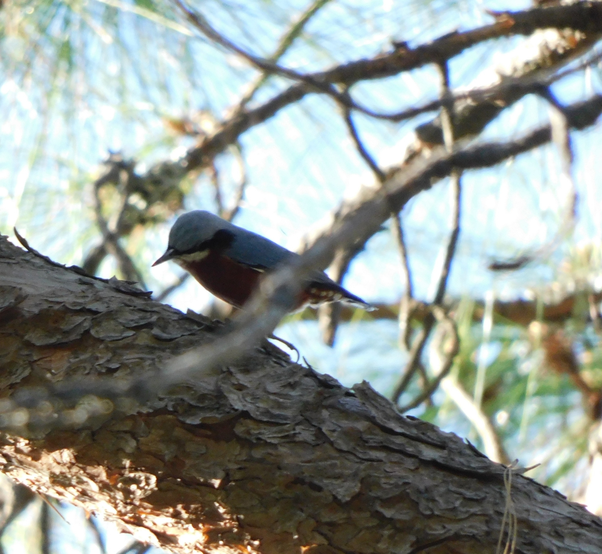 Chestnut-bellied Nuthatch
