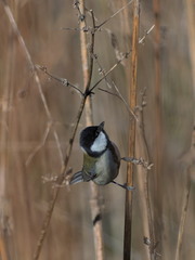 Parus minor
