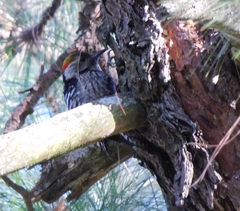Dendrocoptes auriceps