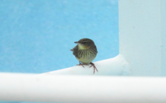 Locustella lanceolata