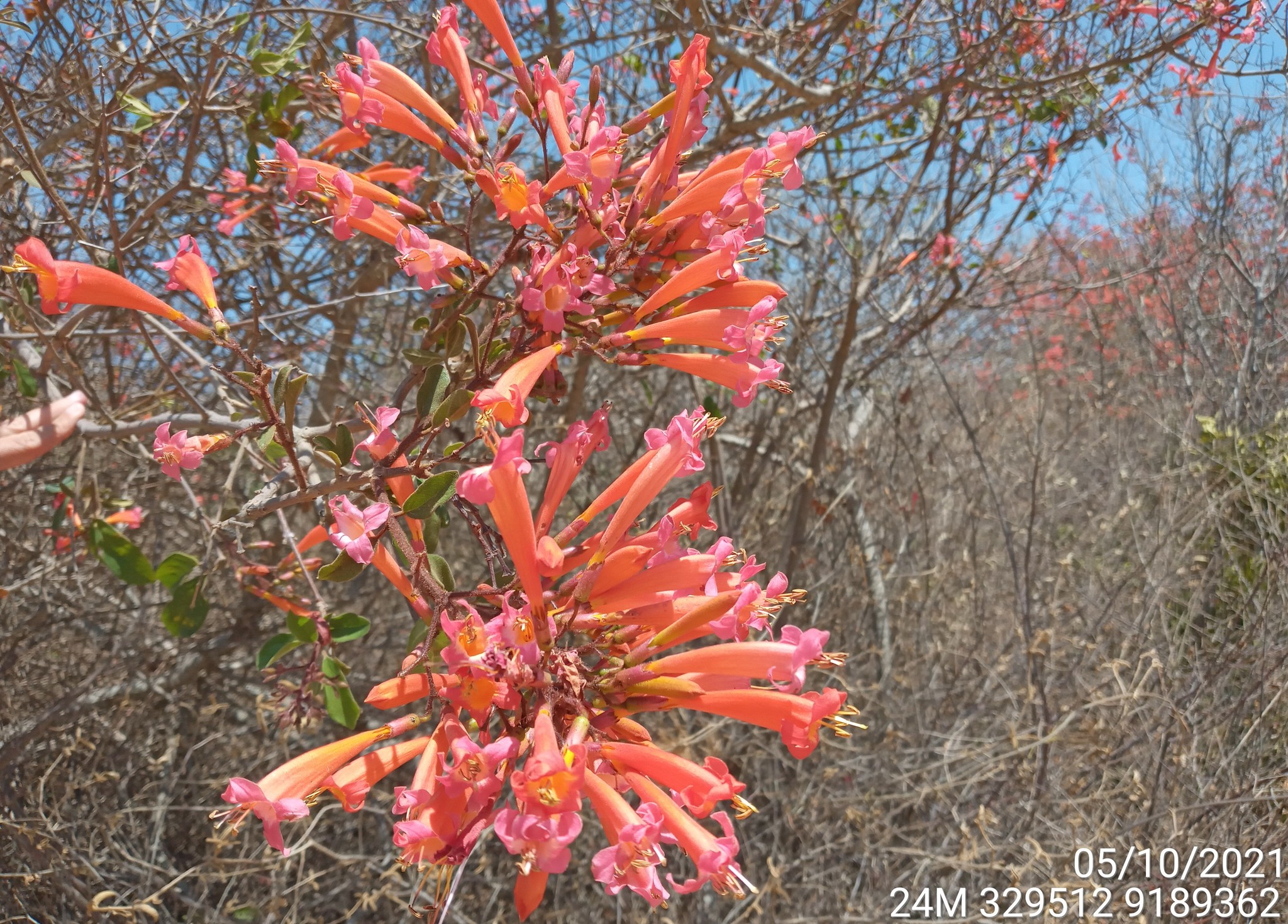 Fridericia erubescens