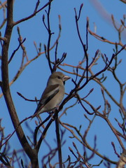 Coccothraustes coccothraustes