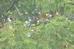 Peltophorum pterocarpum