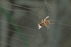 Argyrodes argentatus