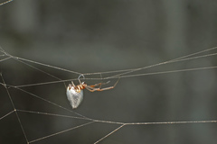 Argyrodes argentatus
