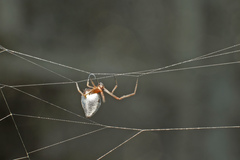 Argyrodes argentatus