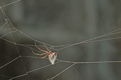 Argyrodes argentatus