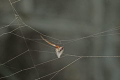 Argyrodes argentatus