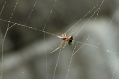 Argyrodes argentatus