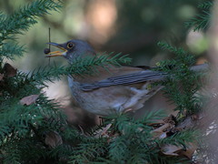 Turdus pallidus