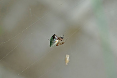 Argyrodes argentatus