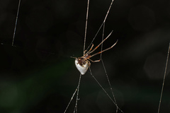 Argyrodes argentatus