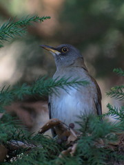 Turdus pallidus