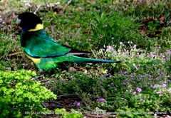 Barnardius zonarius zonarius