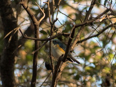 Tarsiger cyanurus