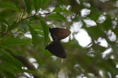 Euploea phaenareta