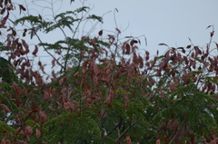 Peltophorum pterocarpum