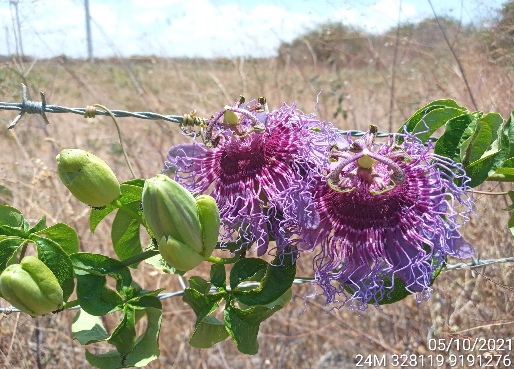 Passiflora cincinnata