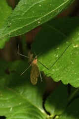 Limonia phragmitidis