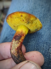 Xerocomellus redeuilhii