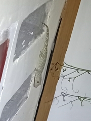 Gekko gecko