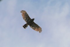 Rupornis magnirostris