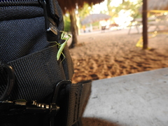 Callimantis antillarum