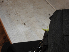 Callimantis antillarum