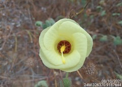 Pavonia cancellata