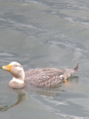 Tachyeres patachonicus