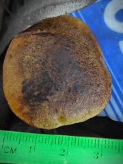 Xerocomellus redeuilhii