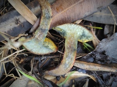 Xerocomellus redeuilhii