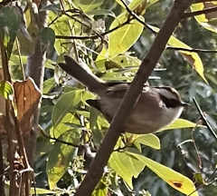 Fulvetta vinipectus