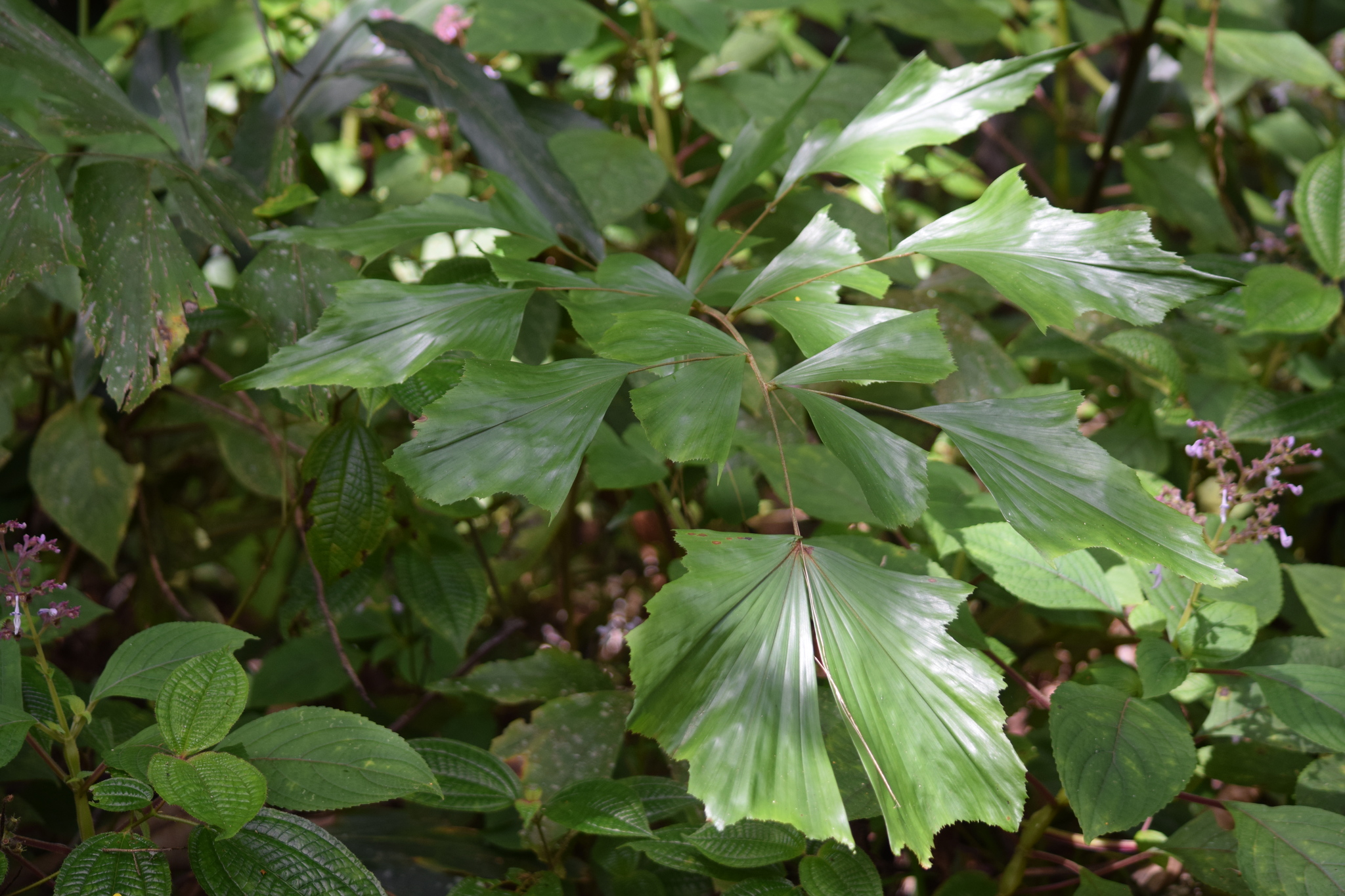 Caryota urens