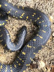 Atractus crassicaudatus