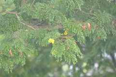 Peltophorum pterocarpum