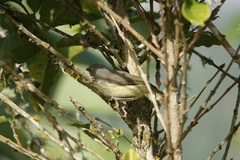 Vireo osburni