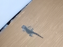Gekko gecko