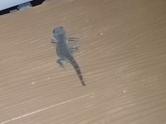 Gekko gecko