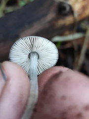 Pluteus cinereofuscus