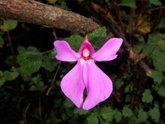 Impatiens hoehnelii
