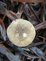 Pluteus cinereofuscus