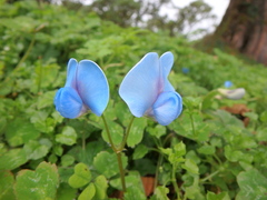 Parochetus africanus