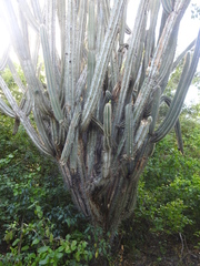 Pilosocereus polygonus