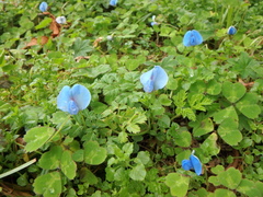 Parochetus africanus