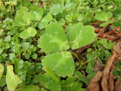 Parochetus africanus